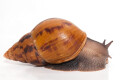 Achatina achatina achatina Nigeria F1 adult